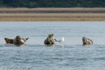 1212 Schottland, Kegelrobben, Seehunde, Seals