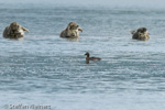 1231 Schottland, Kegelrobben, Seehunde, Seals