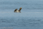 1250 Schottland, Kegelrobben, Seehunde, Seals