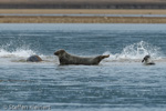 1267 Schottland, Kegelrobben, Seehunde, Seals