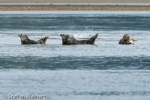 1295 Schottland, Kegelrobben, Seehunde, Seals