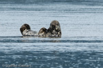 1305 Schottland, Kegelrobben, Seehunde, Seals-2