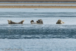 1307 Schottland, Kegelrobben, Seehunde, Seals