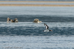 1334 Schottland, Kegelrobben, Seehunde, Seals