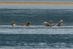 1358 Schottland, Kegelrobben, Seehunde, Seals