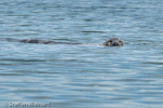 1413 Schottland, Kegelrobben, Seehunde, Seals