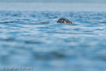 1431 Schottland, Kegelrobben, Seehunde, Seals