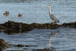 1599 Schottland, Graureier jagd, Grey Heron, Ardea cinerea