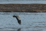 1600 Schottland, Graureier jagd, Grey Heron, Ardea cinerea