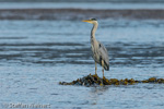 1630 Schottland, Graureier jagd, Grey Heron, Ardea cinerea