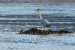 1633 Schottland, Graureier jagd, Grey Heron, Ardea cinerea