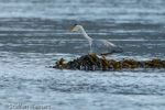 1634 Schottland, Graureier jagd, Grey Heron, Ardea cinerea