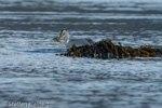 1635 Schottland, Graureier jagd, Grey Heron, Ardea cinerea