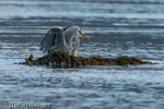 1637 Schottland, Graureier jagd, Grey Heron, Ardea cinerea