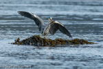 1640 Schottland, Graureier jagd, Grey Heron, Ardea cinerea