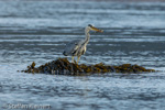 1643 Schottland, Graureier jagd, Grey Heron, Ardea cinerea