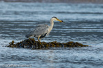 1649 Schottland, Graureier jagd, Grey Heron, Ardea cinerea