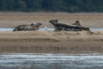 1658 Schottland, Kegelrobben, Seehunde, Seals