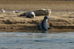 1672 Schottland, Kegelrobben, Seehunde, Seals