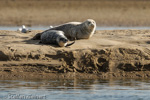 1679 Schottland, Kegelrobben, Seehunde, Seals