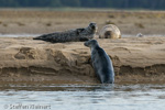 1680 Schottland, Kegelrobben, Seehunde, Seals