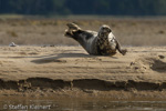 1688 Schottland, Kegelrobben, Seehunde, Seals