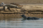 1691 Schottland, Kegelrobben, Seehunde, Seals