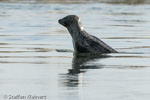 1696 Schottland, Kegelrobben, Seehunde, Seals