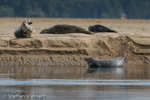 1723 Schottland, Kegelrobben, Seehunde, Seals, Loch Fleet