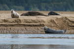 1740 Schottland, Kegelrobben, Seehunde, Seals, Loch Fleet