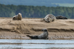 1760 Schottland, Kegelrobben, Seehunde, Seals, Loch Fleet