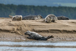 1770 Schottland, Kegelrobben, Seehunde, Seals, Loch Fleet