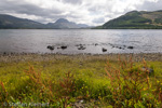 2084 Schottland, Loch Maree, Highlands