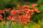 2183 Schottland, Skye, Dunvegan Castle, Gartenanlage