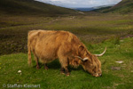 2372 Schottland, Skye, Schottisches Highlandrind