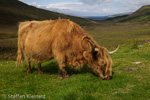 2373 Schottland, Skye, Schottisches Highlandrind
