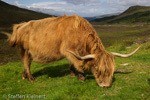 2375 Schottland, Skye, Schottisches Highlandrind