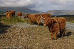 2509 Schottland, Skye, Schottische Hochlandrinder