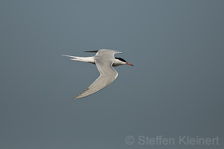 Fluss-Seeschwalbe - Sterna hirundo 001