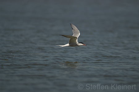 Fluss-Seeschwalbe - Sterna hirundo 002