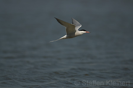 Fluss-Seeschwalbe - Sterna hirundo 003