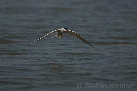 Fluss-Seeschwalbe - Sterna hirundo 004