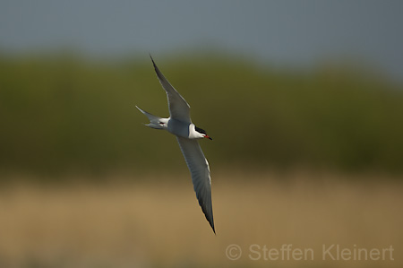 Fluss-Seeschwalbe - Sterna hirundo 005