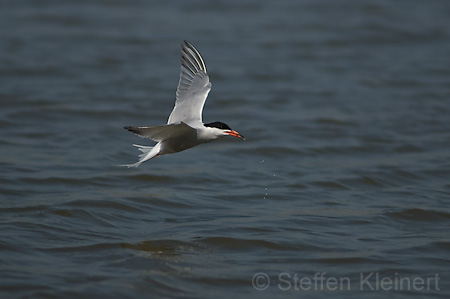 Fluss-Seeschwalbe - Sterna hirundo 006