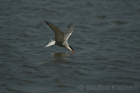 Fluss-Seeschwalbe - Sterna hirundo 008