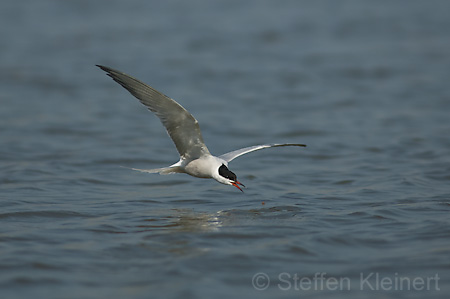 Fluss-Seeschwalbe - Sterna hirundo 009