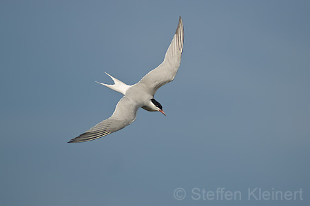 Fluss-Seeschwalbe - Sterna hirundo 010