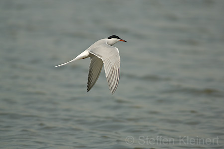 Fluss-Seeschwalbe - Sterna hirundo 011