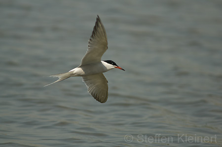 Fluss-Seeschwalbe - Sterna hirundo 012