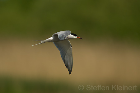 Fluss-Seeschwalbe - Sterna hirundo 013